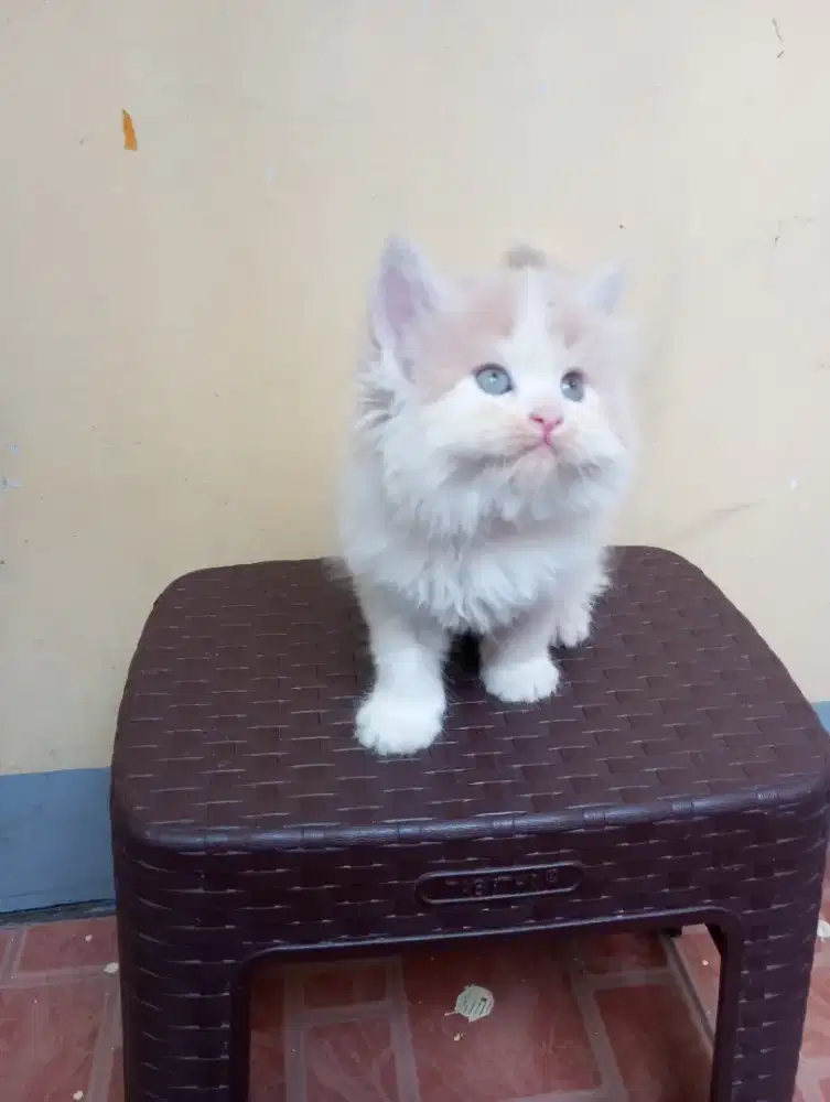 ANAK KUCING PERSIA
