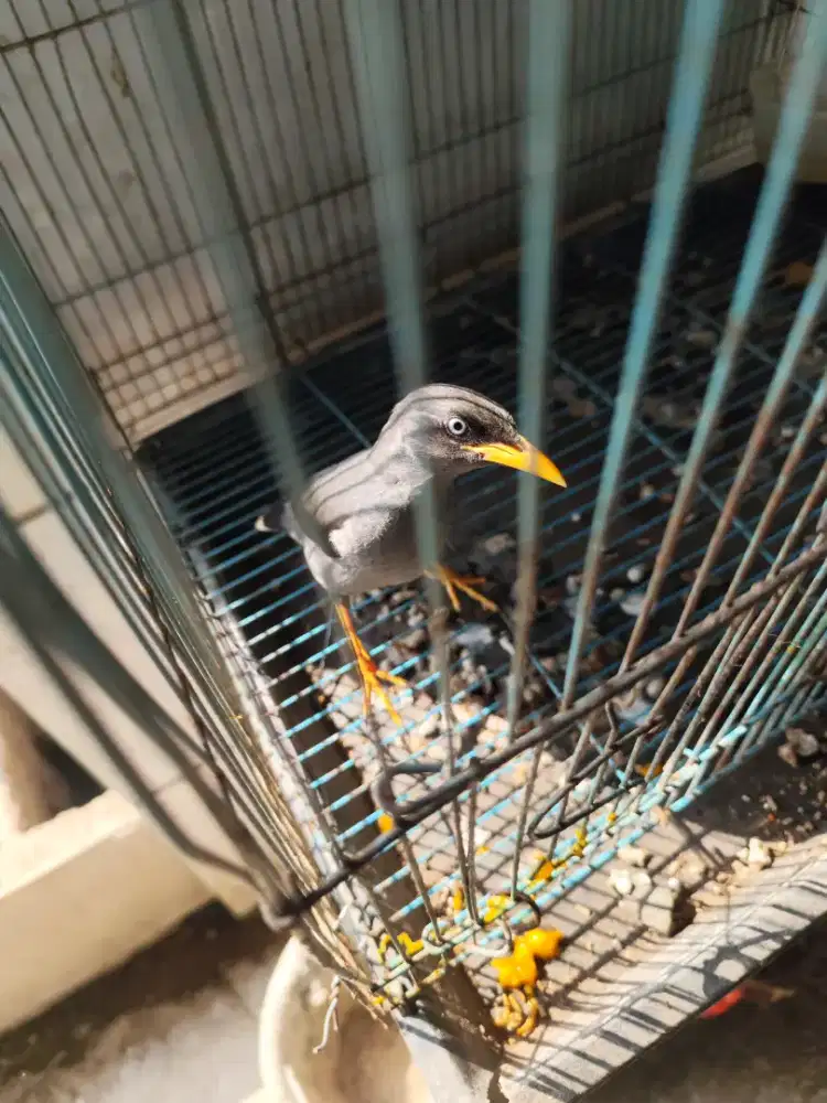 BURUNG JALAK KEBO