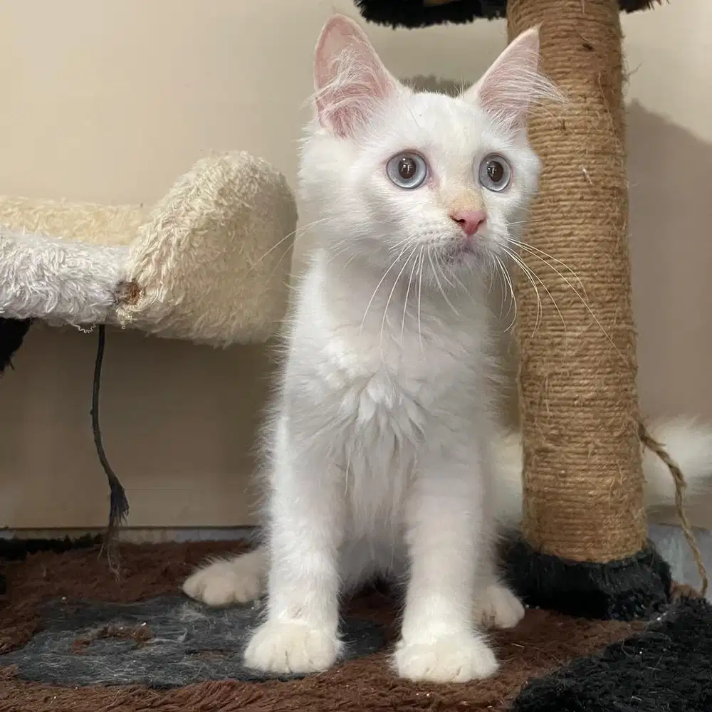 Kucing munchkin non standar longhair