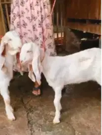 sepasang bakalan kambing etawa senduro 5-6 bln 1 jantan 1 betina super