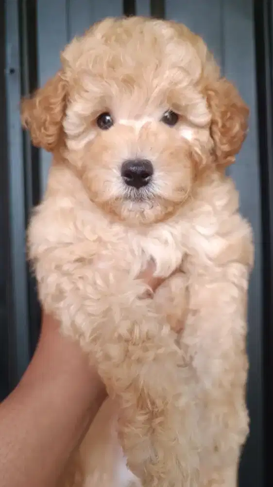 POODLE JANTAN lucu