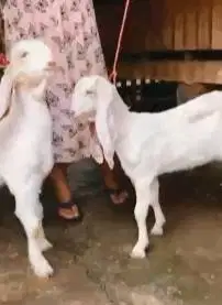 sepasang bakalan kambing etawa senduro 5-6 bln 1 jantan 1 betina super