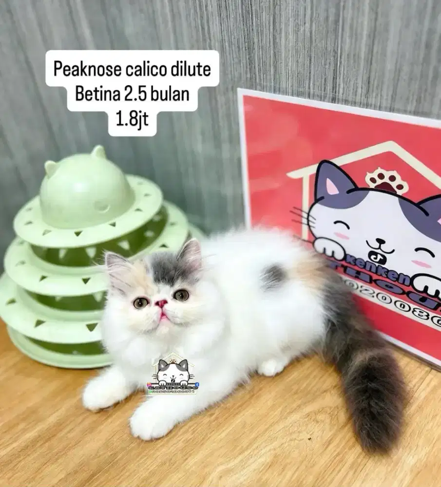 Kucing kitten lucu lucu peaknose flatnose