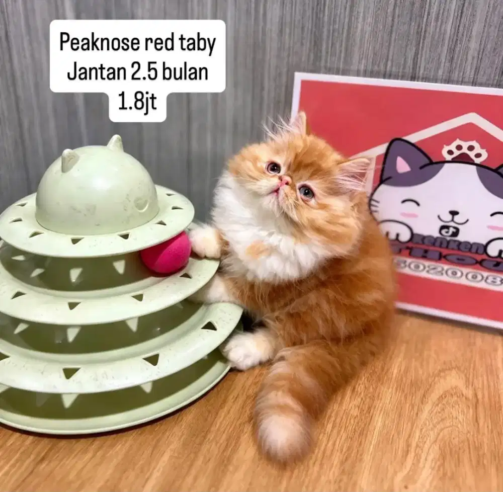 Kucing kitten luucu lucu peaknose flatnose