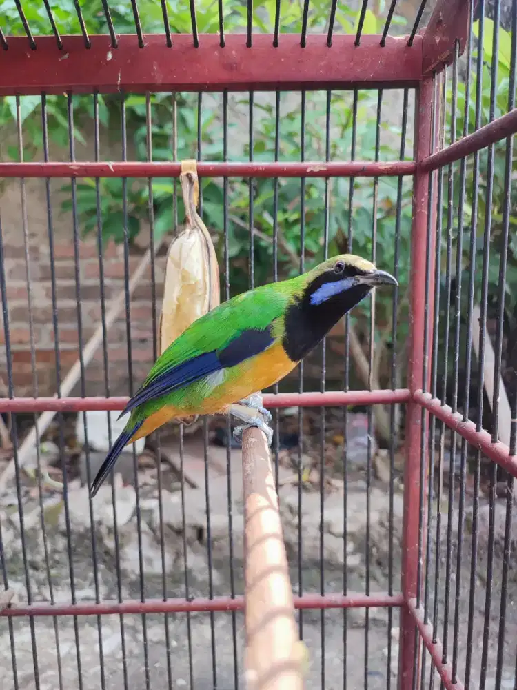 Cucak cungkok gacor dor fullset