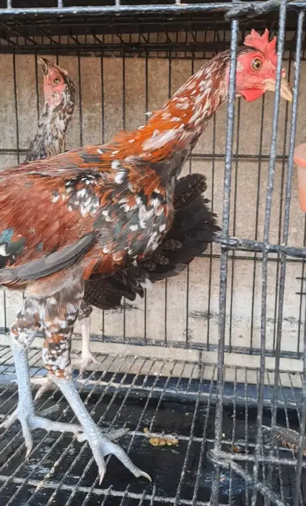 Ayam Ketawa sepasang usia paud trah durasi