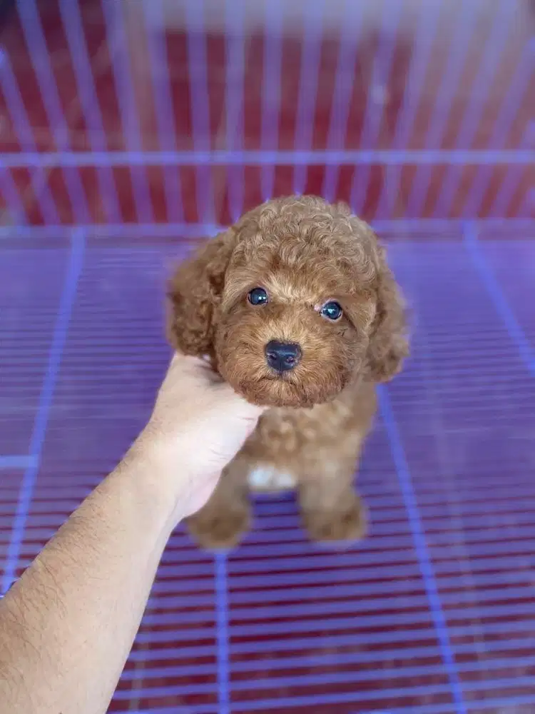 Red toy poodle tedy bear