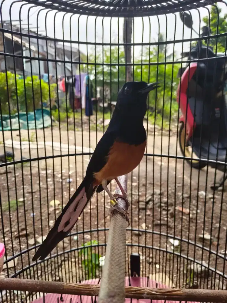 Murai Batu Medan Ekor 21 Ex prestasi