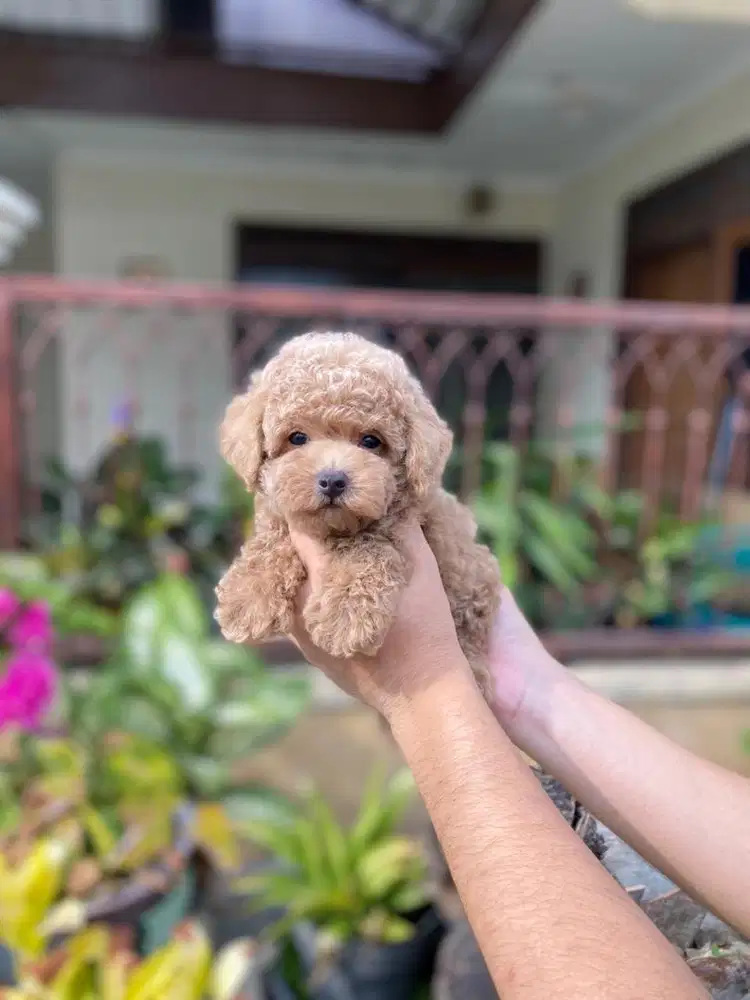 Toy poodle jantan tedy bear face