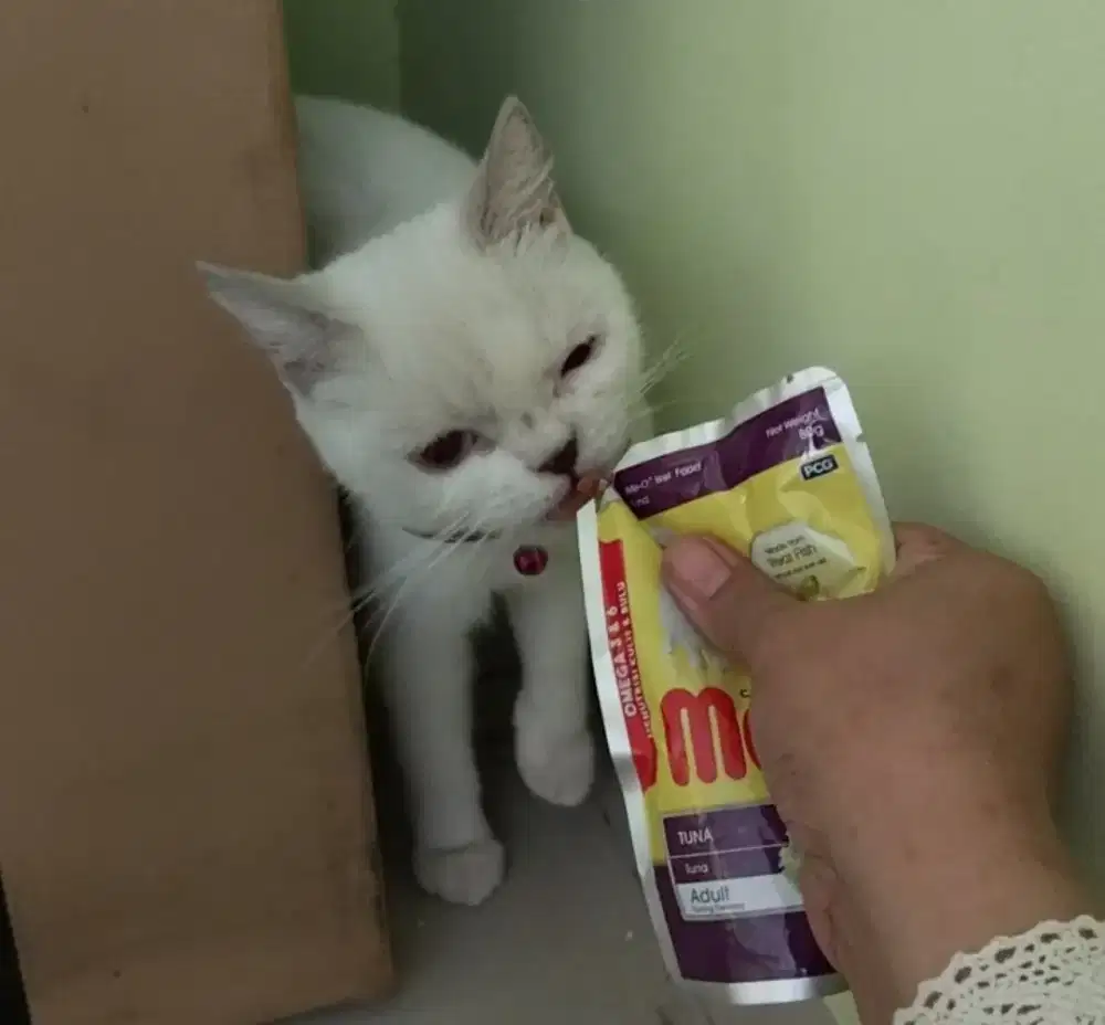 Dijual kucing BSH betina siap kawin