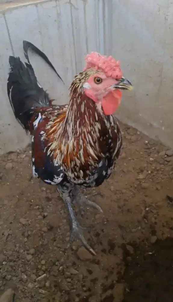 Ayam Ketawa jantan warna bulu bagus