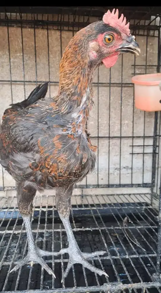 Ayam Ketawa jantan usia paud trah durasi