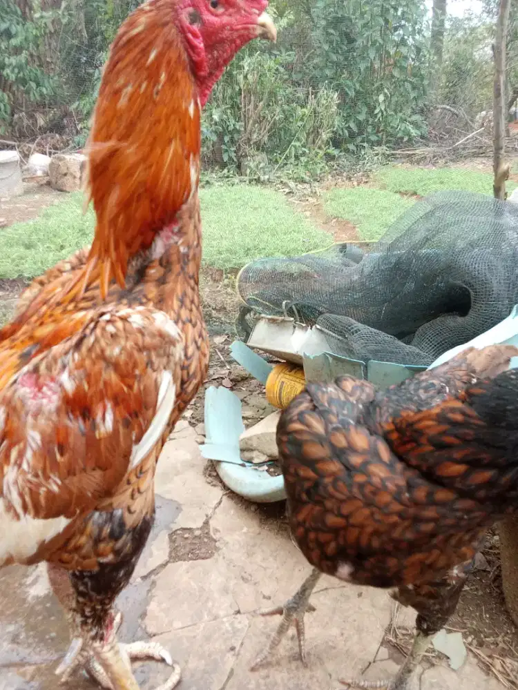 Jual ayam Bangkok