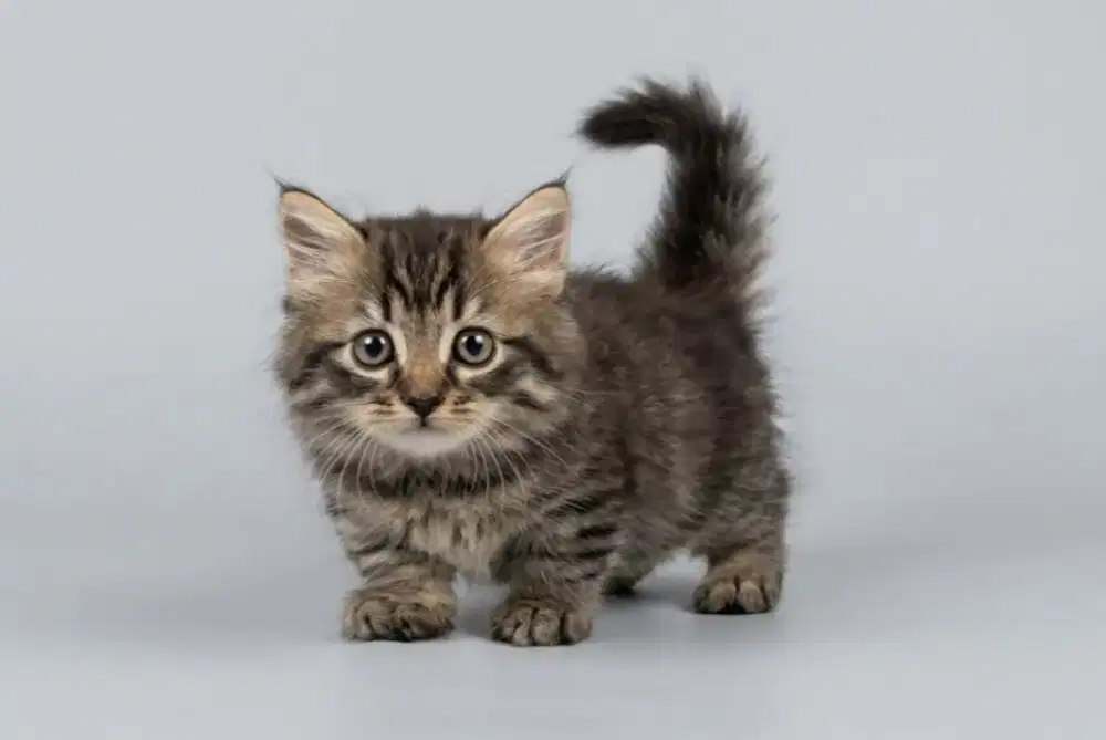 Muchkin Kitten Jantan Cebol