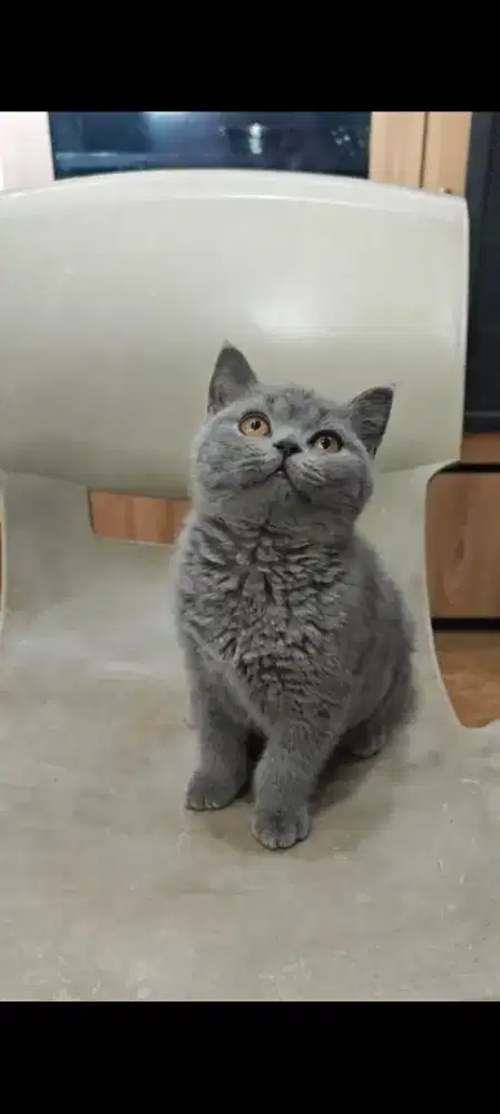 Boneka kucing BSH lucu menggemaskan