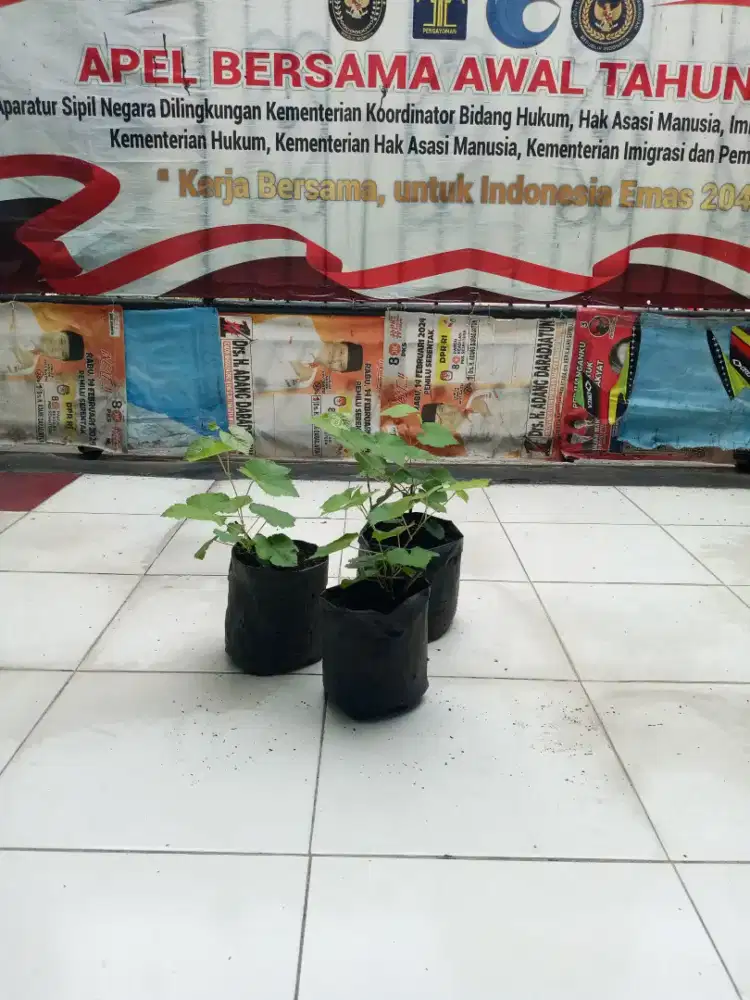 Pohon anggur brasil