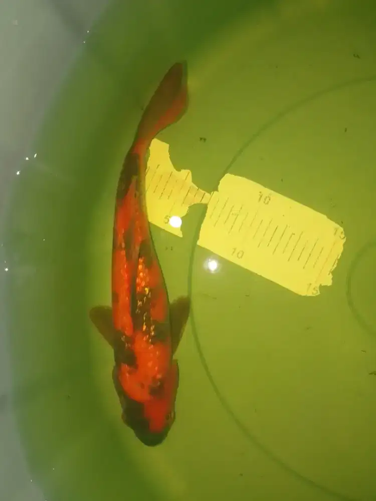 Ikan koi jenis Hi Showa Ginrin 24cm HQ antik