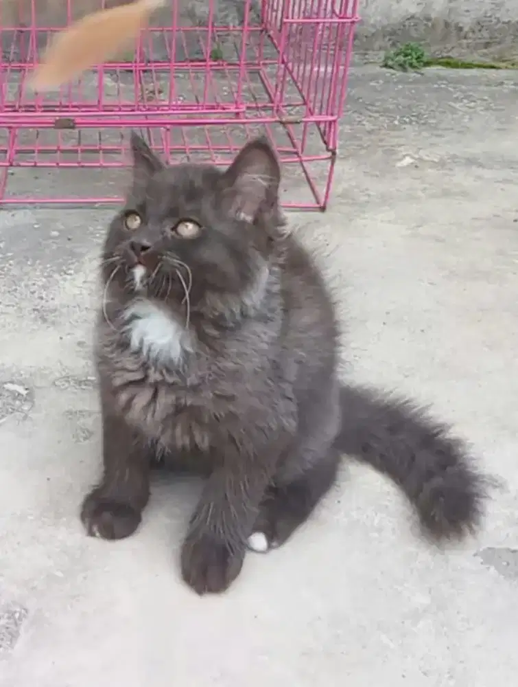 Kitten betina 2,5bln