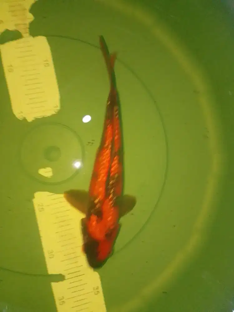 Ikan koi jenis Hi Showa Ginrin 24cm HQ