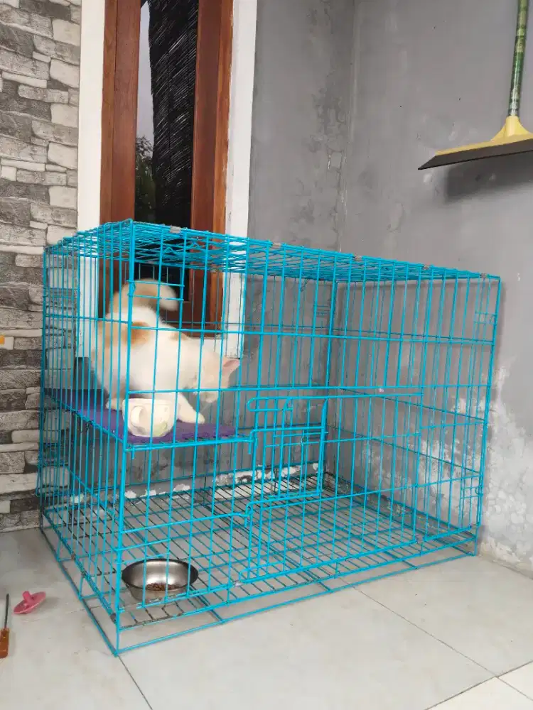 Kandang kucing 90x60 free kucing