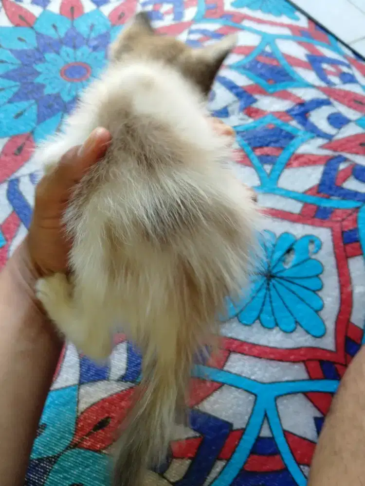 Ready adop kitten warna putih abu abu