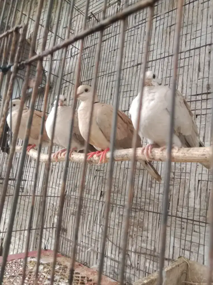 Jual anakan burung sehat & lincah