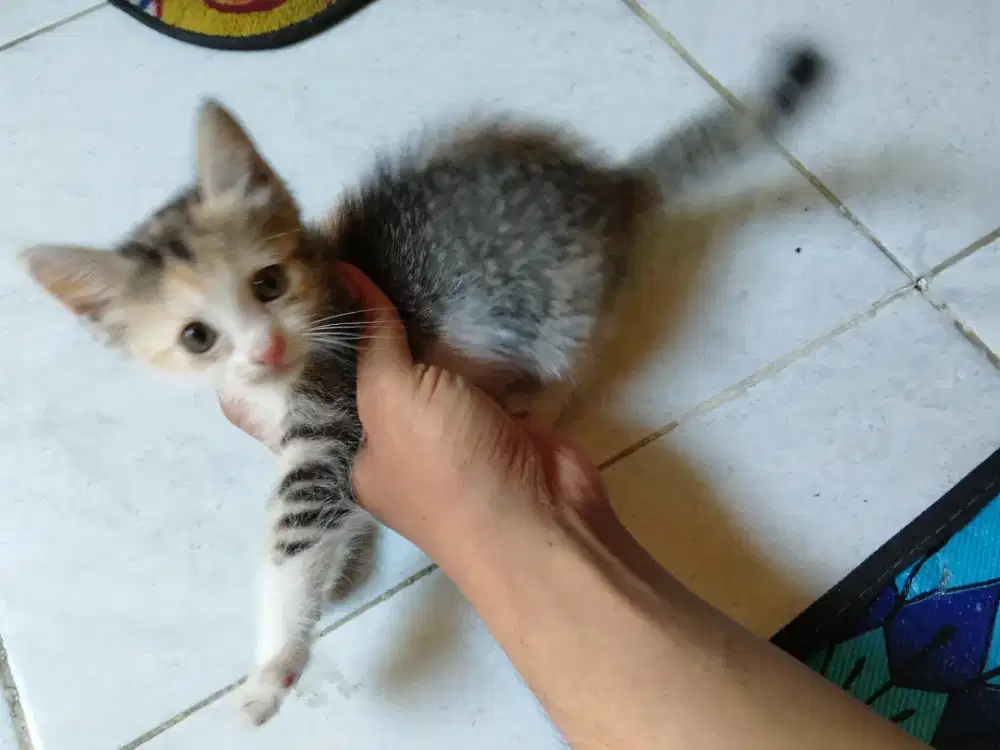 Ready adop kitten warna belang telon yg imut:⁠-⁠)