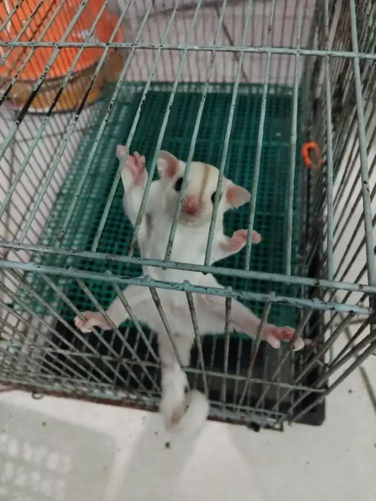 Sugar Glider Joey Leu Jantan