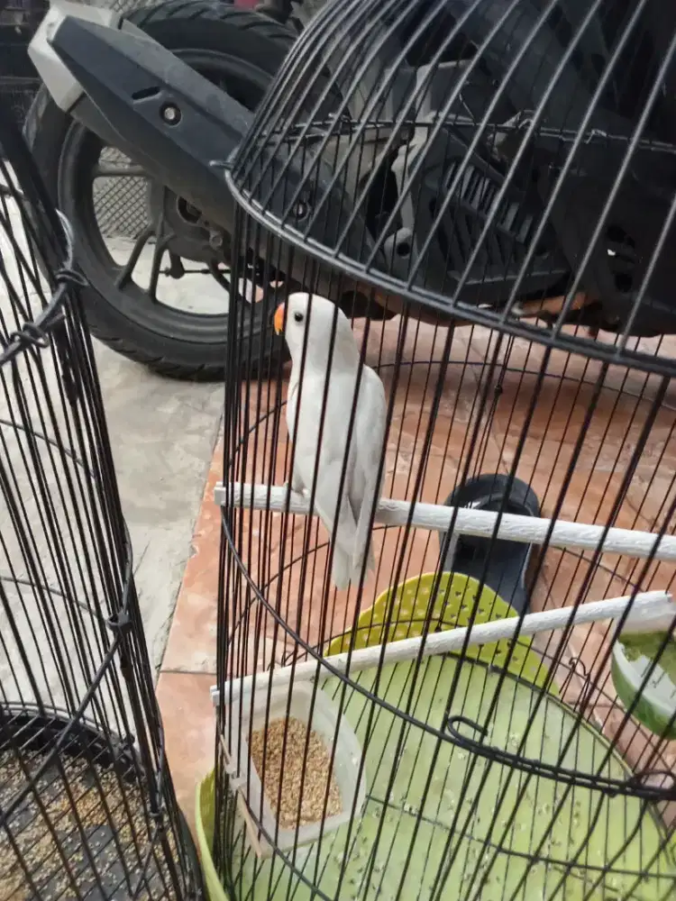 Burung Lovebird albino mata hitam