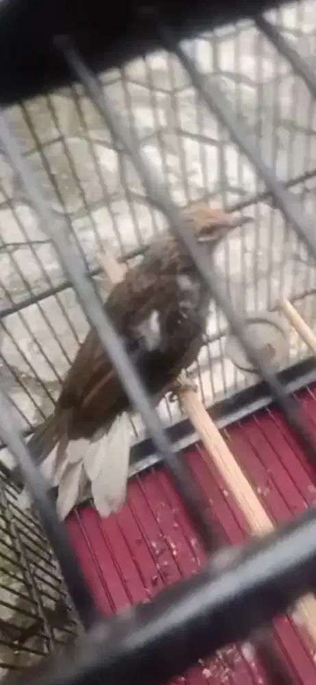 Cucak.rowo blorok punggung dan ekor