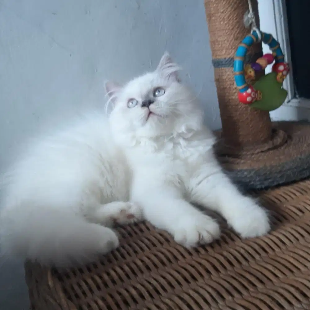 Kucing Persia Medium Jantan