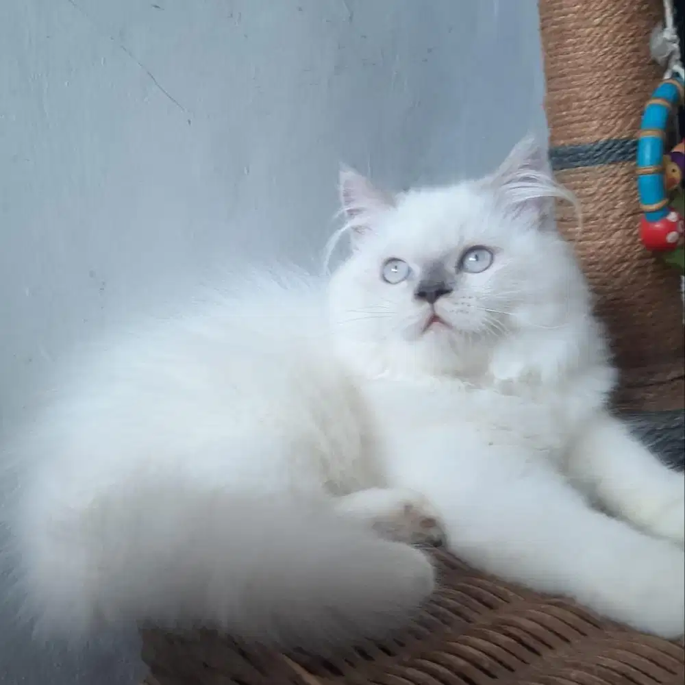 Anakan Kucing Persia Medium