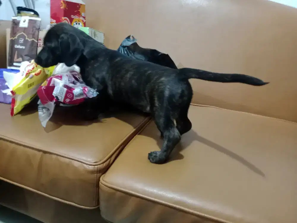 Anjing di jual teckel btn 3.5 bln warna bredeer
