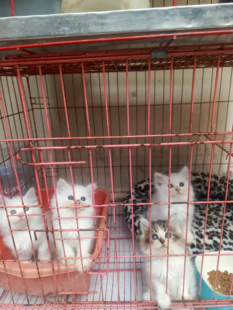 Anak kucing persia anggota kitten