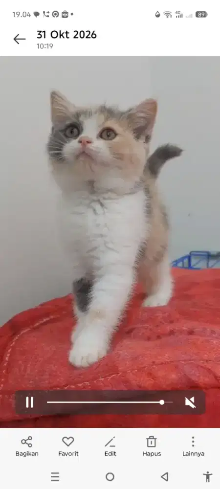 Kucing BSH pure torti m Calico