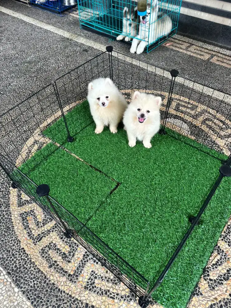 MINIPOM JANTAN DAN BETINA