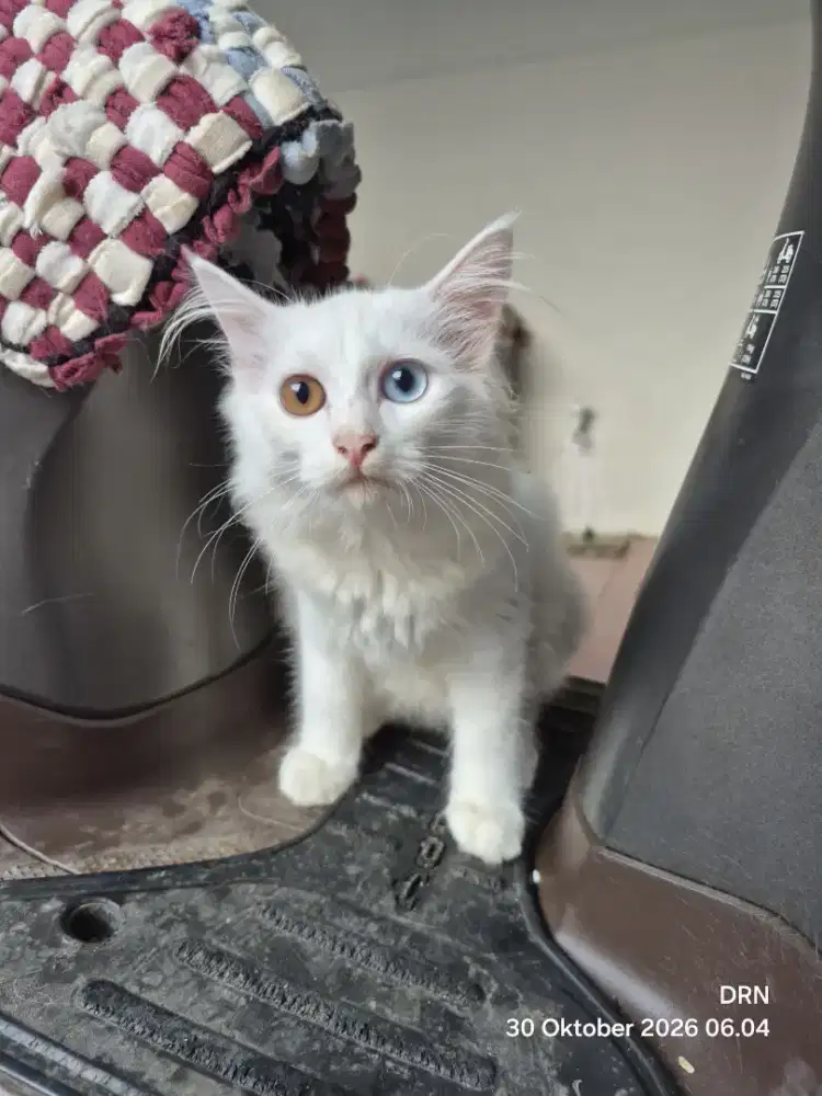 Kitten Persia ready adopt