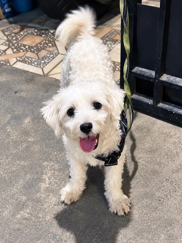Anjing Maltese Putih