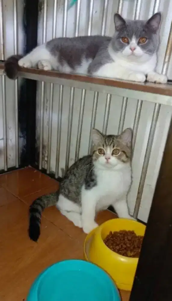 Kitten bsh bico tabby