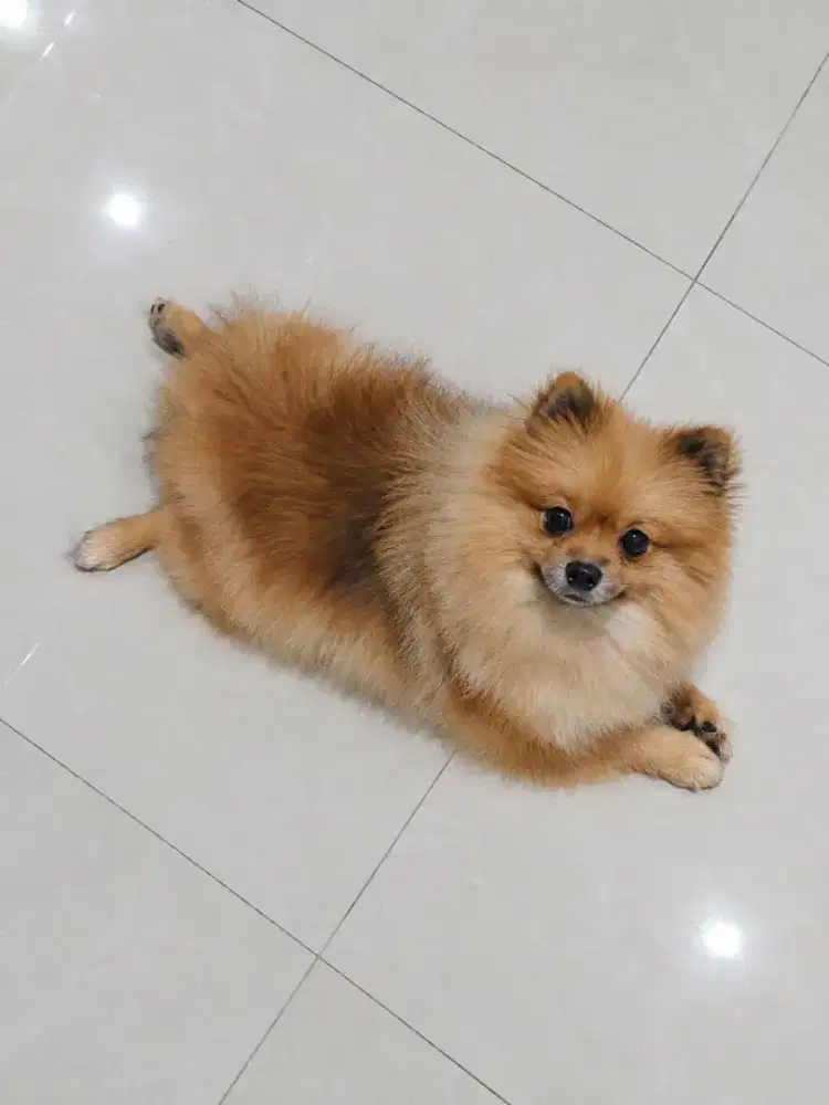 Anjing Minipom betina