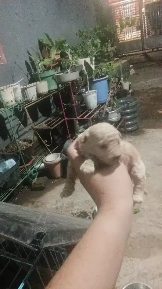 Mix poodle mirip aslinya  banyak bulu