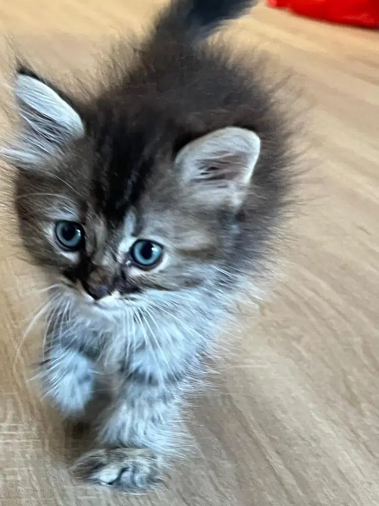 Kucing persia 3 bulan
