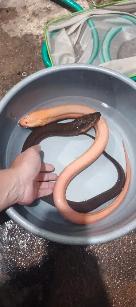 Belut Albino LANGKA
