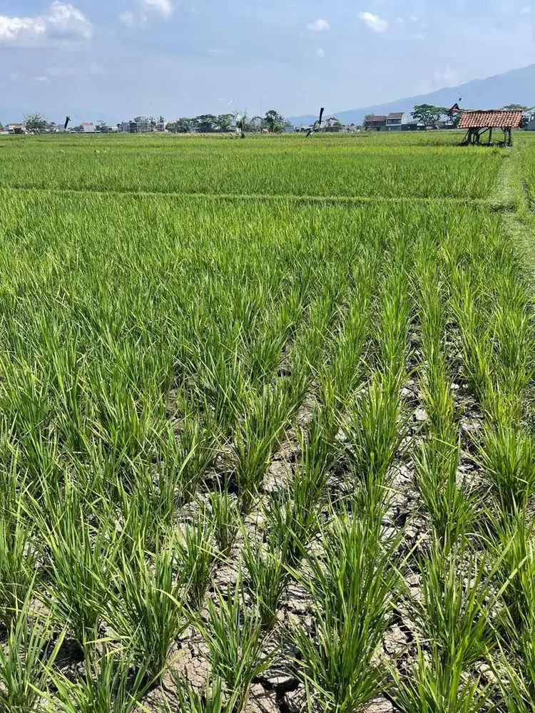 dijual cepat pesawahan produktif
