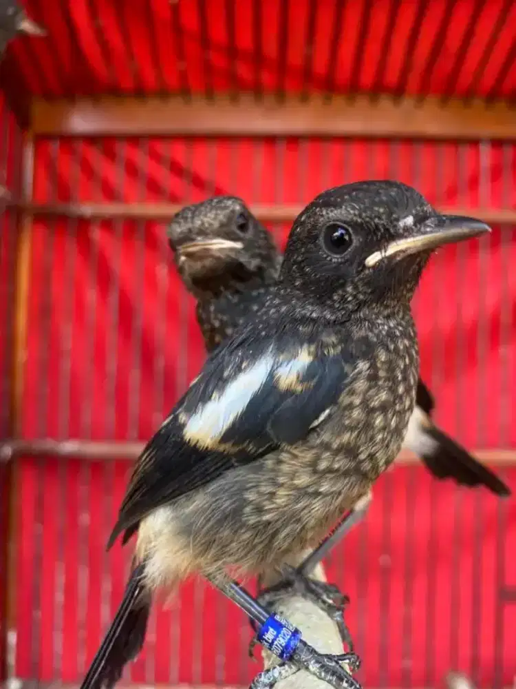 burung decu/kacer mini trotol jantan