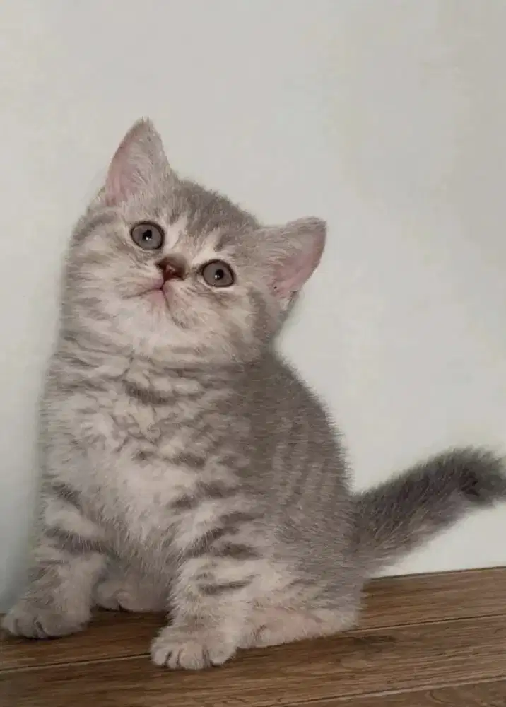 Kucing kitten British shorthair silver tabby lucu