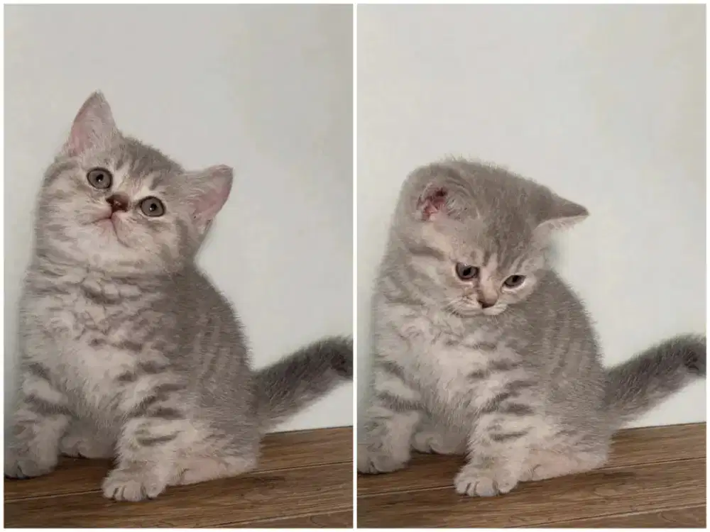 Kucing kitten British shorthair silver Tabby lucu