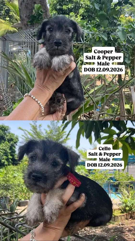 Jual Miniature Schnauzer