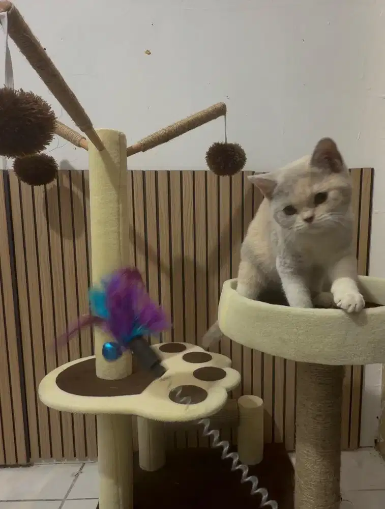 Kucing British Shorthair BSH Kitten Betina Calico Fawn anakan PED WCF