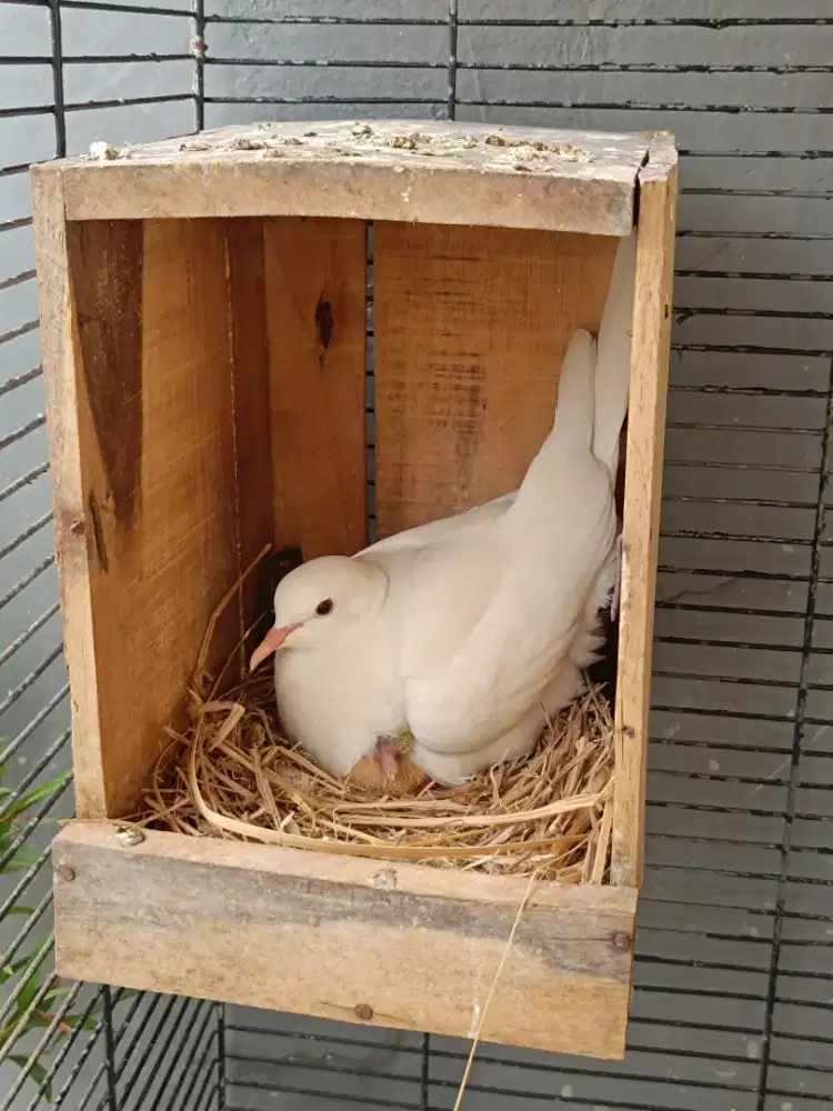 Burung puter sepasang gendong anak 1